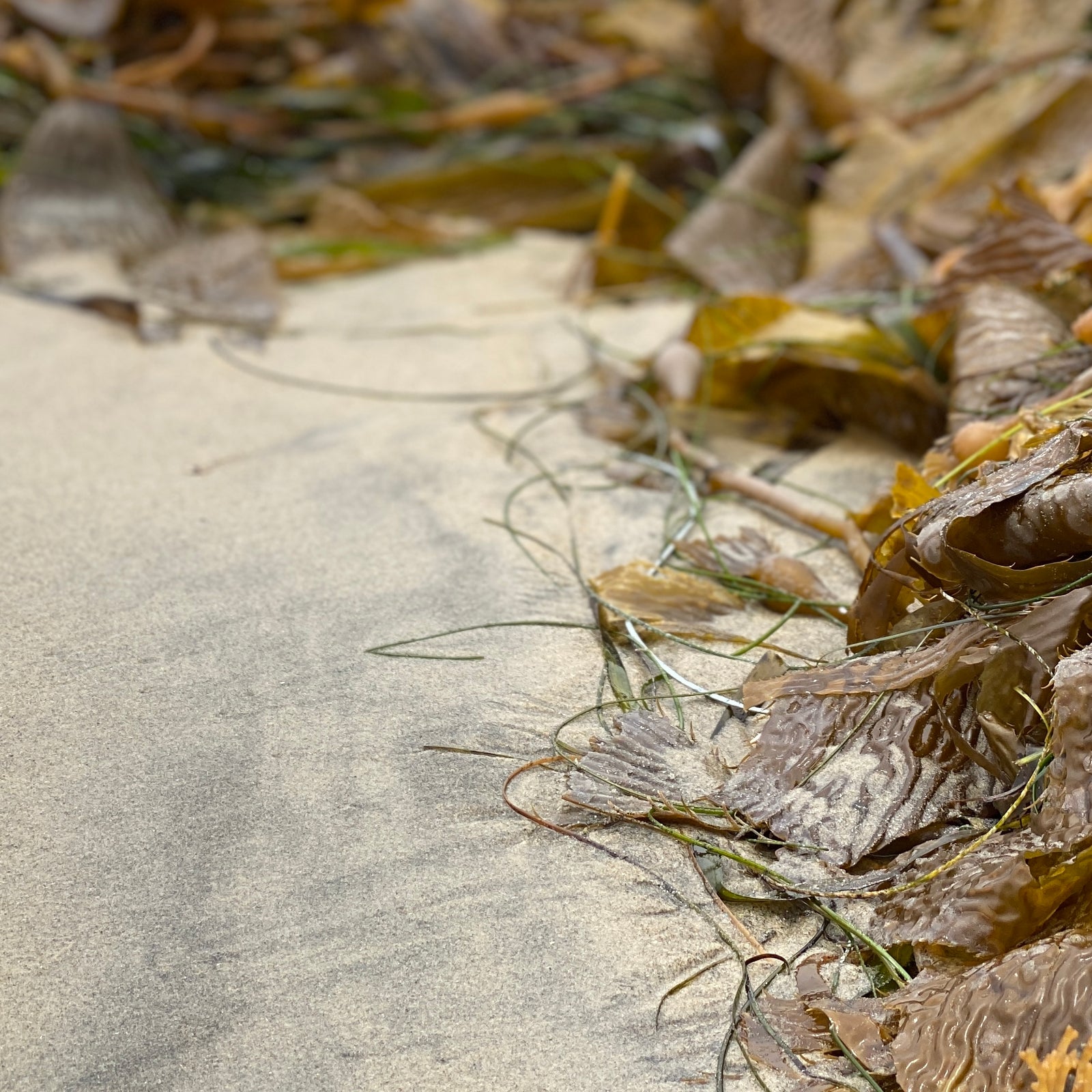 Seaweed in my Body Butter?
