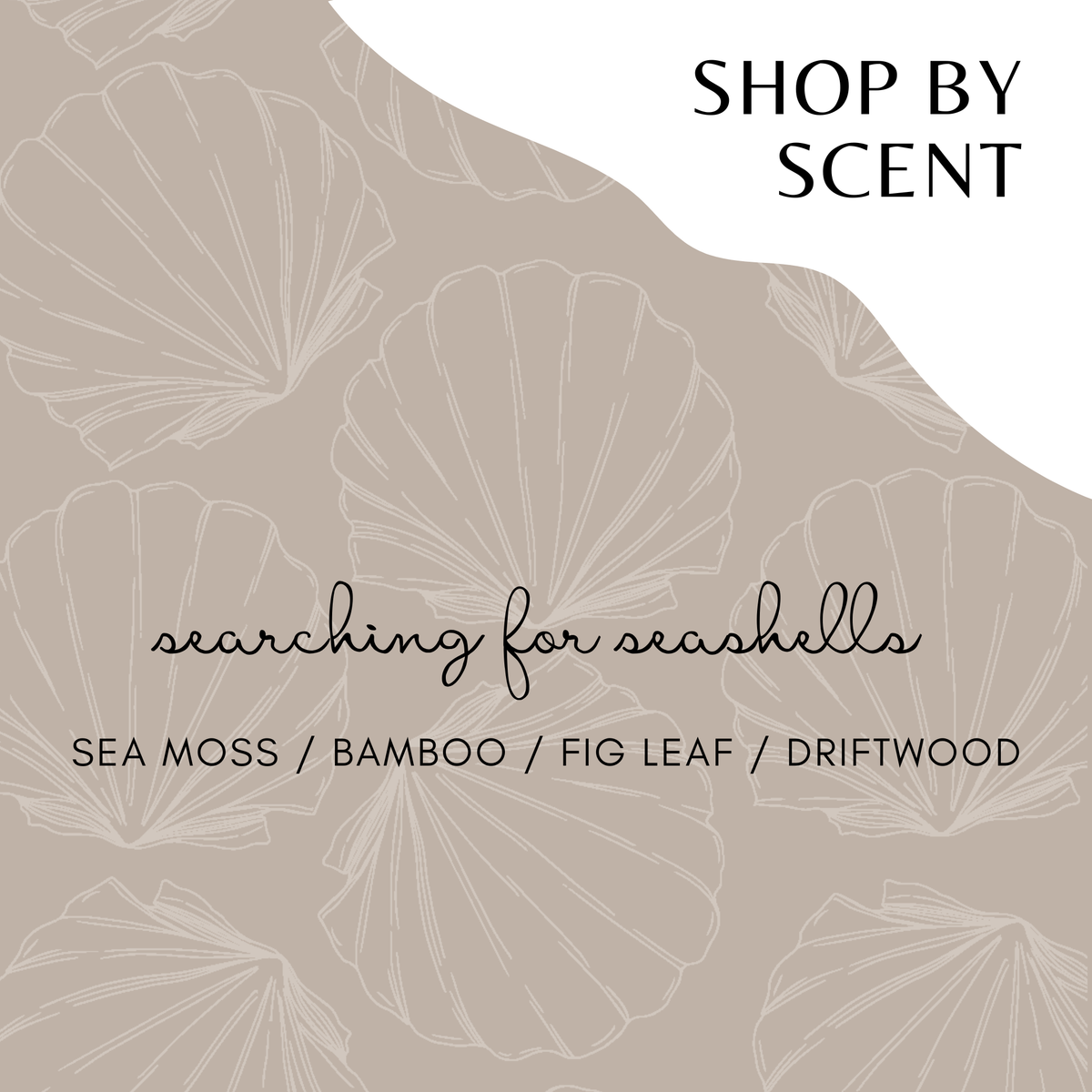 SCENT: searching for seashells